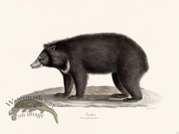 Cuvier 128 Sloth Bear